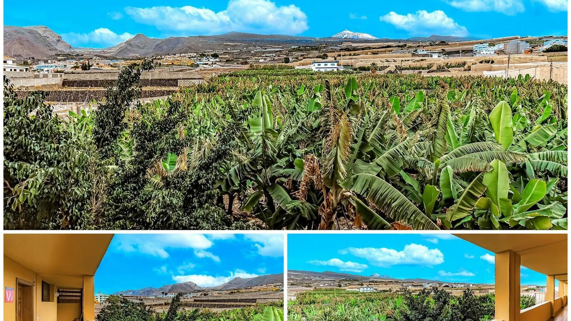 Sunflower Sea And Teide View Puerto de Santiago  Hiszpania